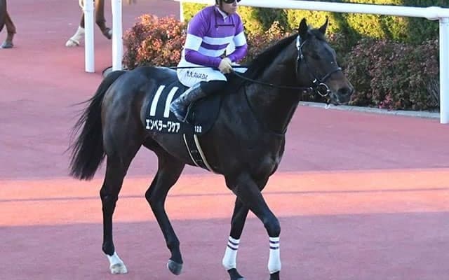 【AI予想・根岸S】上位人気馬が結果残すGI前哨戦！ 底なしのパフォーマンス続ける素質馬に期待