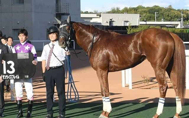 【根岸S予想】狙うは好ポジションからの上がり最速型？ 過去10年データから探る「根岸S」