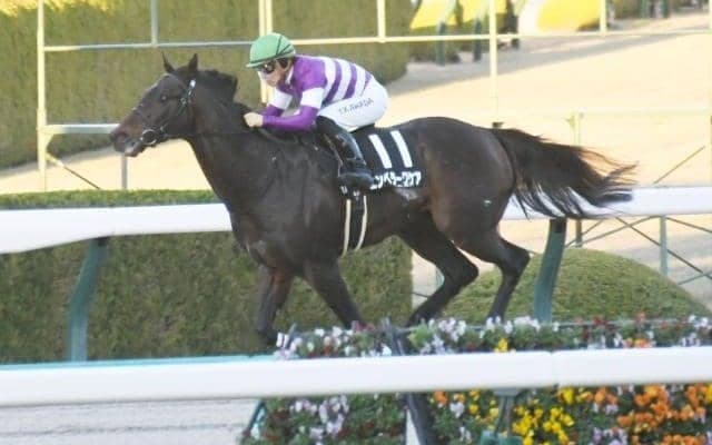 【根岸S・馬体重】エンペラーワケアは534kg(±0)、サンライズフレイムは512kg(+4)