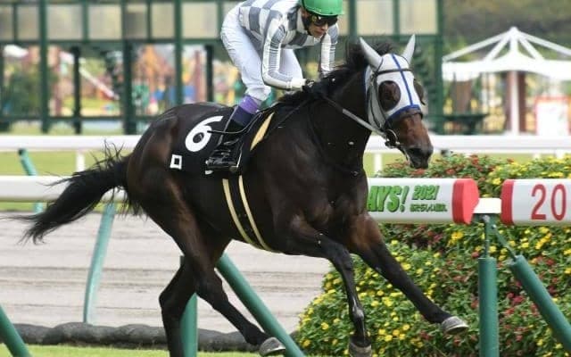 【先週のJRA抹消馬】21年の野路菊Sを勝ったロン、GI馬の半妹ショショローザなど