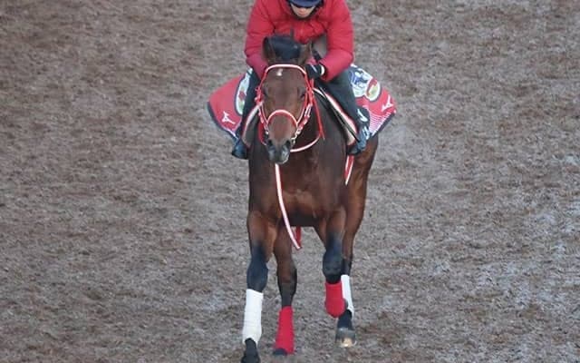 フォーエバーヤングなど、先週の入厩情報/栗東トレセンニュース