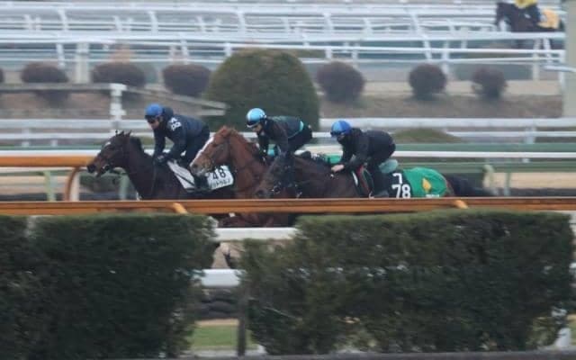 デルマソトガケ、サウジCに向けた追い切り速報/栗東トレセンニュース
