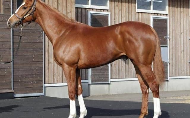 【JRA新馬戦】キタサンブラックの弟シュガークン、2億円超えのジーティーパワーなどがデビュー