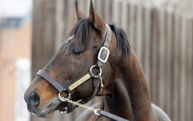 パレスマリスがスタッドイン 米ベルモントSなど重賞6勝