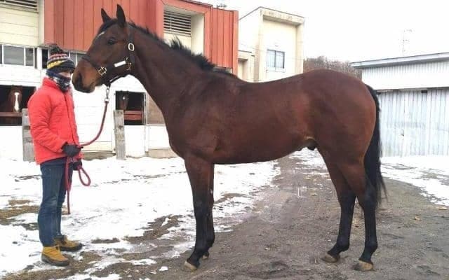 「マルゼンスキーの4×4」 マルゼンスキーツーが2日に初勝利