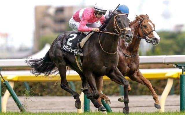 東京芝は内有利の高速決着 内枠巧者のサクラトゥジュールが高配呼ぶ