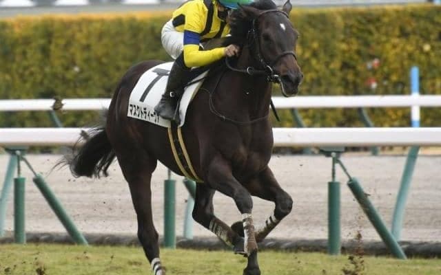 【東京新聞杯前日オッズ】マスクトディーヴァが1.8倍で1番人気