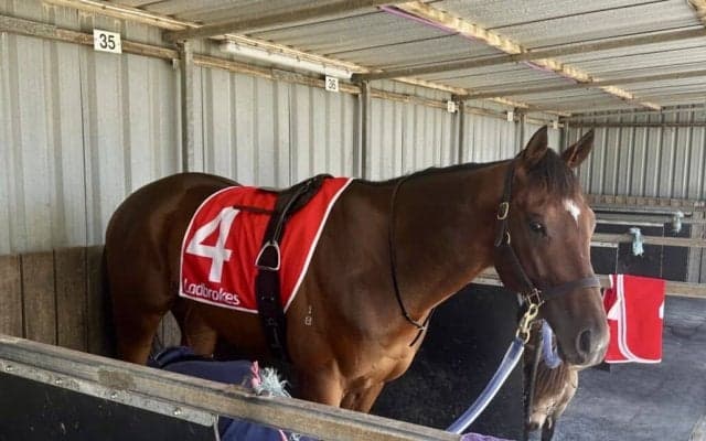 【オーストラリア競馬】豪移籍ニシノクレセントが断然の支持に応えて2勝目をマーク…川上代表「まっすぐ走れたのは収穫」