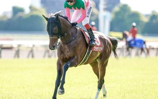 【AI予想・京都記念】伝統の一戦は前走のレース格と年齢が勝負の鍵を握る!? 本命候補は確かな実力を持つ精鋭3頭