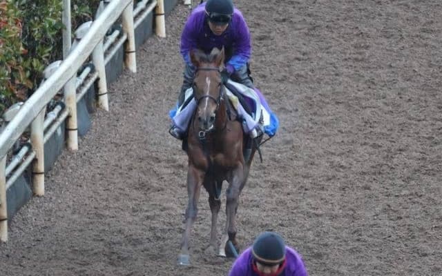 ピンハイなど、先週の入厩情報/栗東トレセンニュース