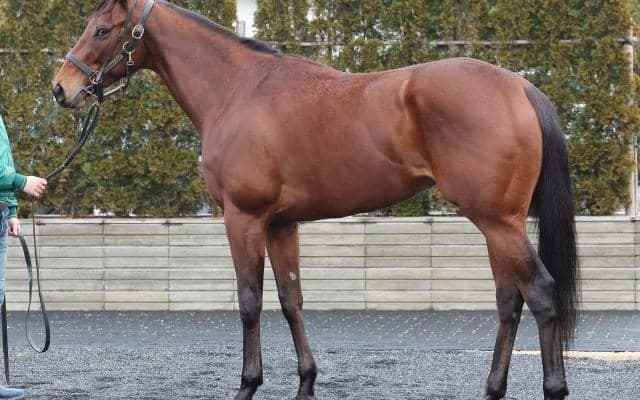 共同通信杯で“相当な爆発力秘める”一頭に熱視線 「皐月賞でも最有力候補」