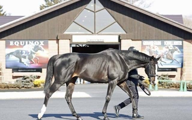 イクイノックスも披露 社台SSで種牡馬展示会