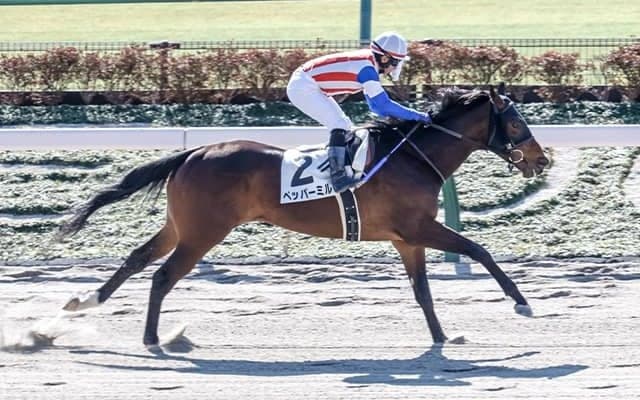 単勝247.1倍で激走Vのペッパーミル 次走はヒヤシンスSか自己条件へ