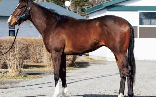 【JRA新馬戦】ララベルの仔ビスクウィザードなどがデビュー