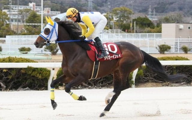 【兵庫ウインターC】タイガーインディが5馬身差圧勝…直線で突き放す