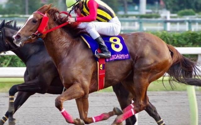 母は地方が生んだダート女王 ビスクウィザードが日曜東京4Rで初陣