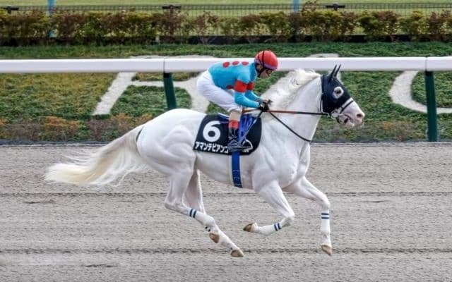 【大井・雲取賞枠順】今年からダートグレード競走に格上げ 白毛アマンテビアンコは5枠9番