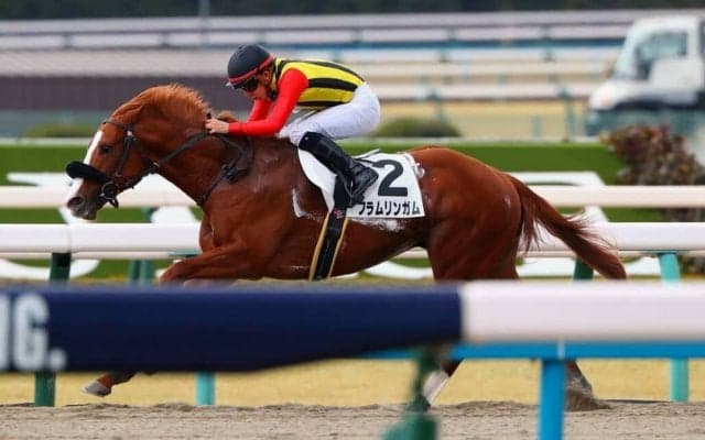 【京都4R】フラムリンガルが7馬身差圧勝