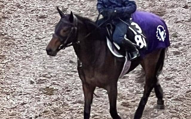 タガノエルピーダなど、先週の入厩情報/栗東トレセンニュース