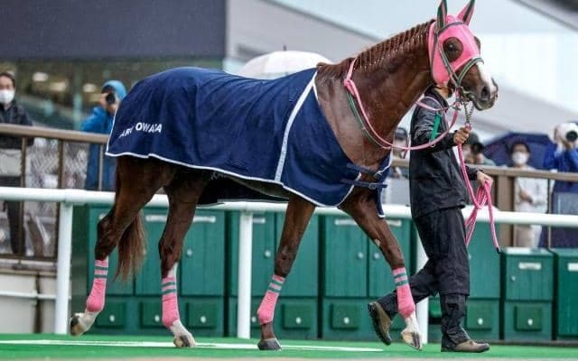 【フェブラリーS予想オッズ】オメガギネスが予想1番人気