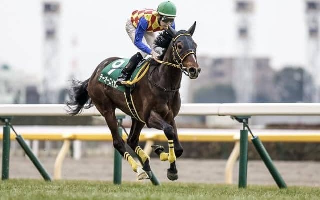 【ダイヤモンドS予想オッズ】テーオーロイヤルが予想1番人気