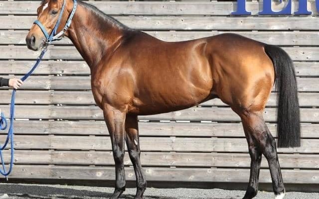 「迫力では群を抜いている」と大絶賛 フェブラリーSでJRA・GIのタイトルつかむか