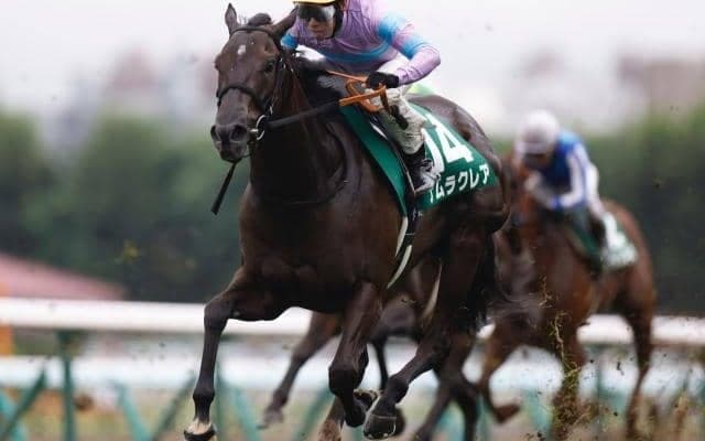 【京都牝馬S予想オッズ】ナムラクレアが予想1番人気