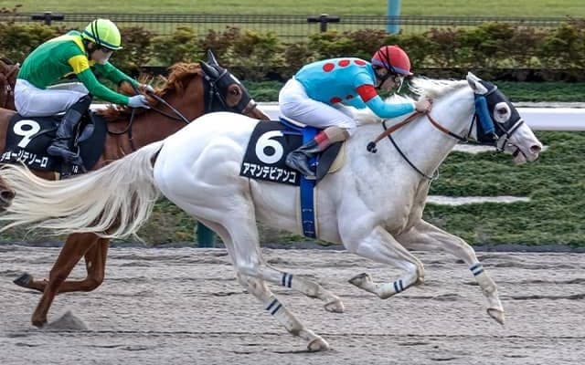 【大井・雲取賞注目馬】白毛馬アマンテビアンコ重賞初制覇なるか ダート三冠に向けた前哨戦