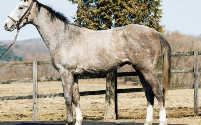 【JRA新馬戦】ドンフランキーの半妹ビップジェンマなどがデビュー