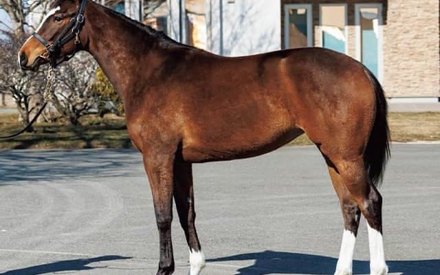 半兄にラブリーデイ・ボッケリーニ 良血馬が経験馬相手にデビューVなるか