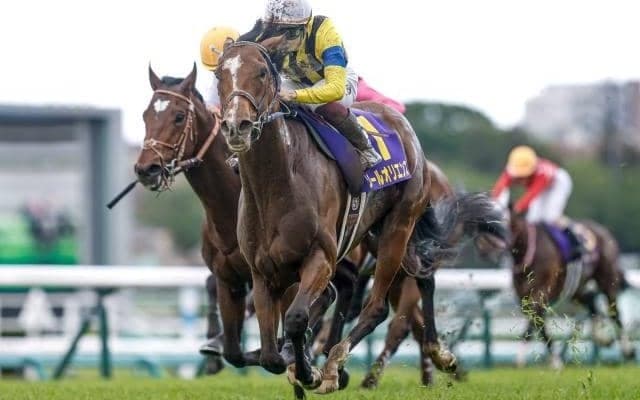 JRAで2重賞と日本馬多数出走のサウジカップデー/今週の競馬界の見どころ