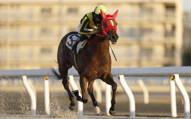 【浦和・ユングフラウ賞枠順】昨年のエーデルワイス賞2着馬スティールマジックは5枠6番