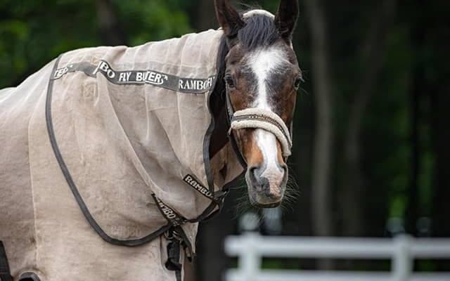 2月20日はウインドインハーヘア33歳の誕生日 ノーザンホースパークがお祝い