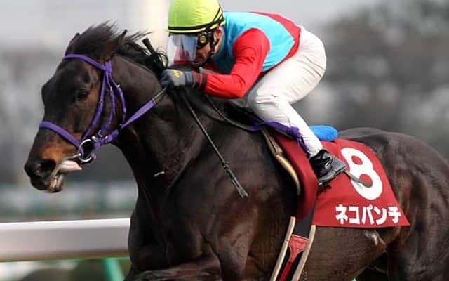 2/22は猫の日！ ネコパンチなど競馬界と「ネコ」の関係を深堀り