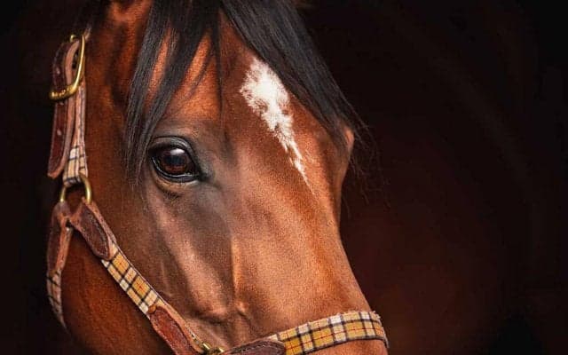 【サウジカップ2024】GI級3勝の日本馬にアクシデント発生か……“砂の古豪”メイショウハリオが出走取消