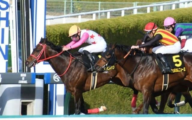 【仁川S結果】ダイシンピスケスが押し切り3連勝