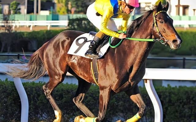 千葉ロッテ監督・吉井理人氏の愛馬リジン 浦和競馬からJRAに再転入