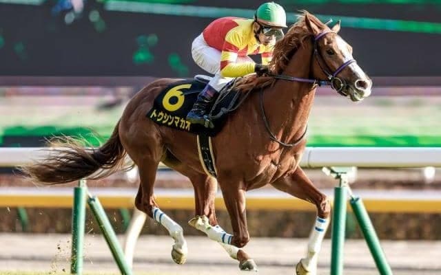 【オーシャンS予想オッズ】トウシンマカオが予想1番人気