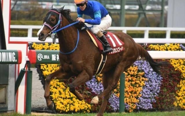 アフリカンゴールドが引退、阪神競馬場で乗馬に 多くのファンから愛された“アイドルホース”