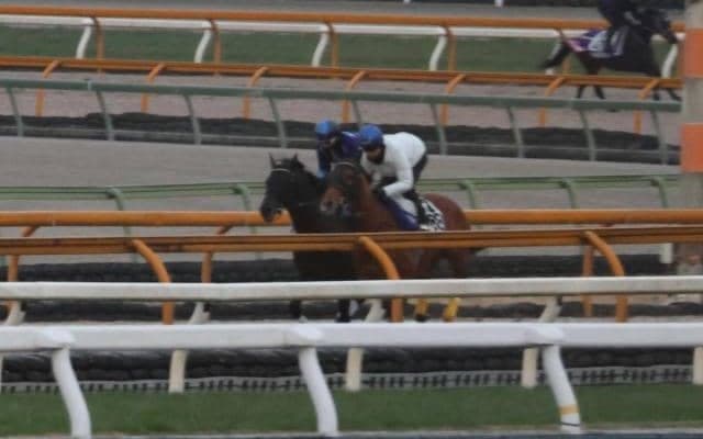 シャフリヤール、ドバイSC追い切り速報/栗東トレセンニュース