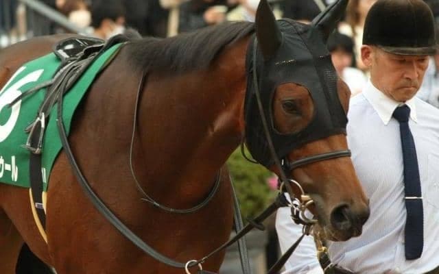 父カリフォルニアクロームにJRA重賞Vを ワイドラトゥールがチューリップ賞に挑む