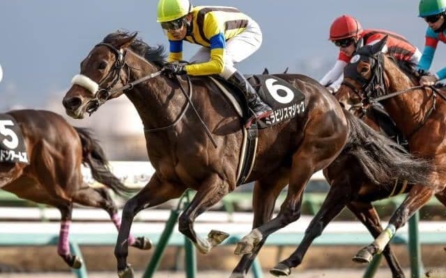 【チューリップ賞枠順確定】ミラビリスマジックは3枠5番、ガルサブランカは5枠10番