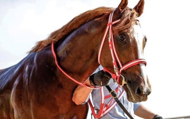 【AI予想・弥生賞】人気馬が強さを発揮する皐月賞トライアル！ 人工知能は世代トップクラスの能力馬に◎