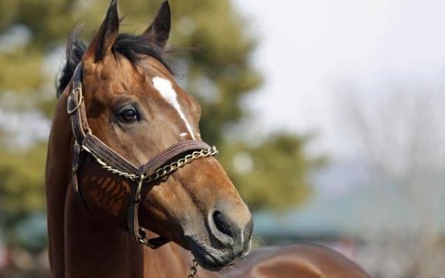 レッドルゼルがイーストスタッドに到着 21年のJBCスプリント優勝馬