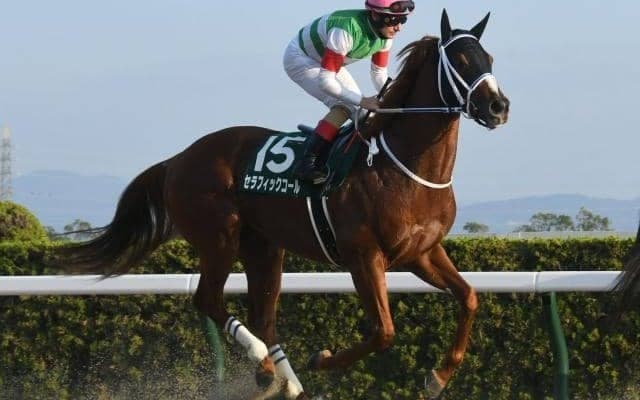 【ダイオライト記念注目馬】4歳馬セラフィックコール ベテラン勢を破って巻き返しなるか