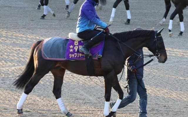 シャフリヤール、ドバイSC追い切り速報/栗東トレセンニュース