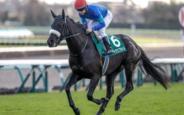 【中山牝馬S枠順確定】フィアスプライドは7枠13番、ククナは7枠14番