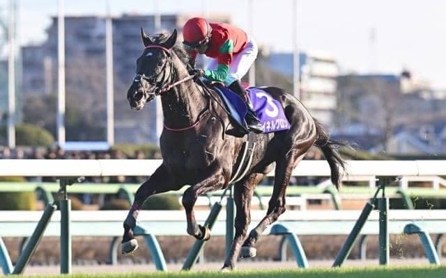 【阪神SJ枠順確定】マイネルグロンは4枠4番、ロックユーは7枠8番