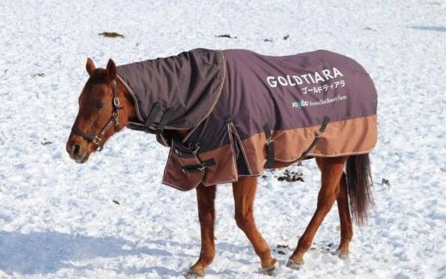 名牝ゴールドティアラ28歳で死す 00年南部杯など重賞5勝