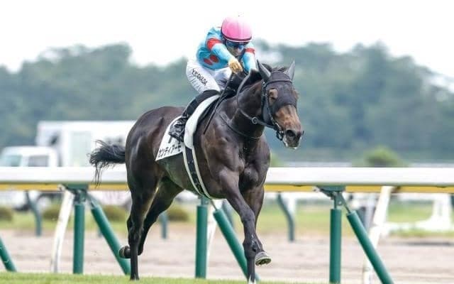 【フラワーC】カンティアーモ、ミアネーロらが登録